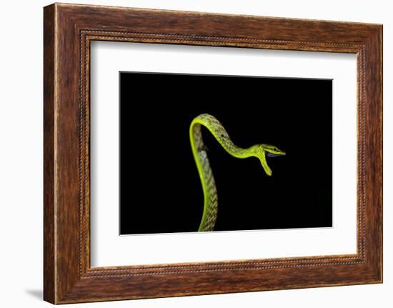 Vine Snake, Mashpi Lodge, Reserva Mashpi Amagusa, Pichincha, Ecuador, South America-Ben Pipe-Framed Photographic Print