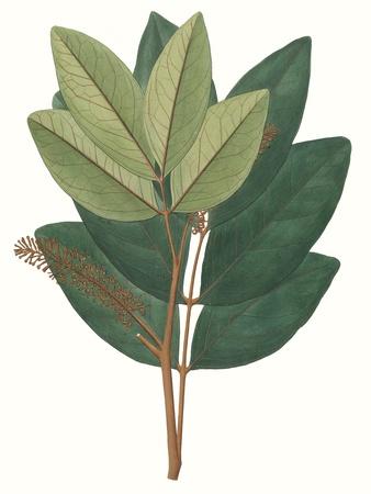 Premium Giclee Print, , small