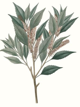 Premium Giclee Print, , small
