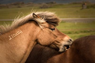 Premium Photographic Print, , small