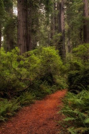 Premium Photographic Print, , small