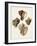 Sowerby Shells I-James Sowerby-Framed Art Print