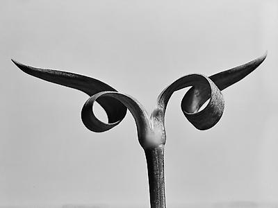 Premium Photographic Print, , small