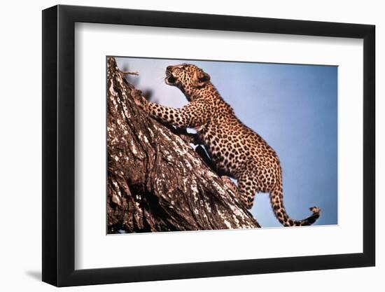 African Leopard Climbing a Tree-Bettmann-Framed Photographic Print