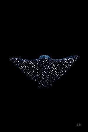 Premium Photographic Print, , small