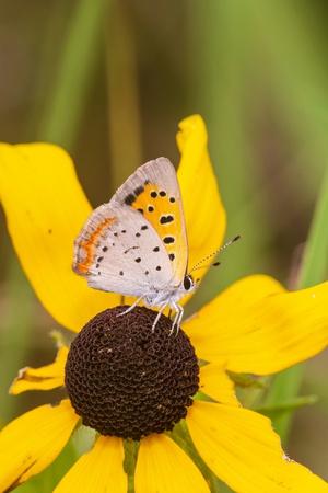 Premium Photographic Print, , small