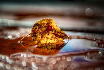 Premium Photographic Print, , small