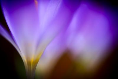 Premium Photographic Print, , small