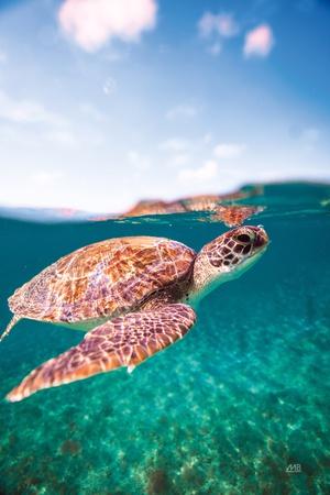 Premium Photographic Print, , small