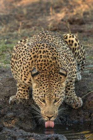 Premium Photographic Print, , small