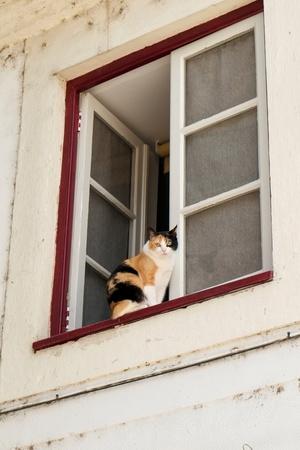 Premium Photographic Print, , small