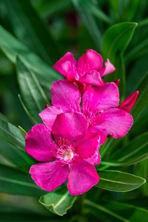 Premium Photographic Print, , small