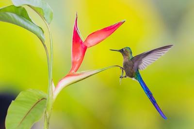 Premium Photographic Print, , small