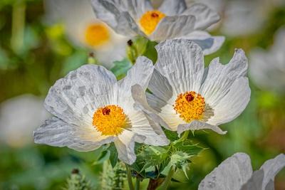 Premium Photographic Print, , small