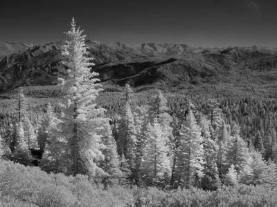 Premium Photographic Print, , small