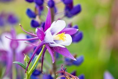 Premium Photographic Print, , small