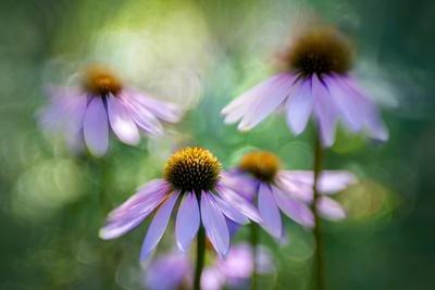 Premium Photographic Print, , small