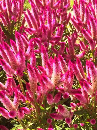 Premium Photographic Print, , small