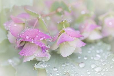 Premium Photographic Print, , small