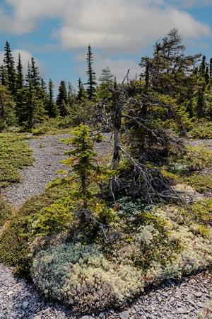 Premium Photographic Print, , small