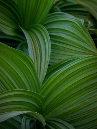 Premium Photographic Print, , small