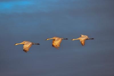 Premium Photographic Print, , small