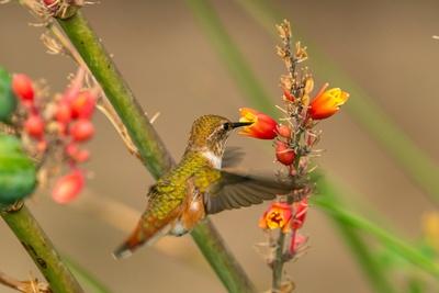 Premium Photographic Print, , small