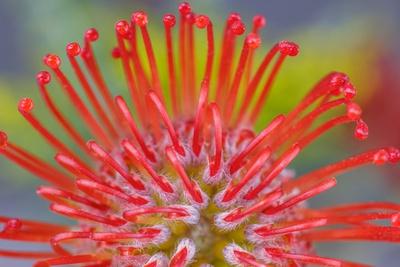 Premium Photographic Print, , small