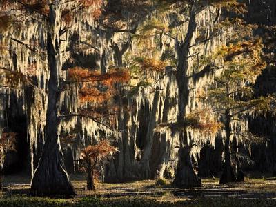 Premium Photographic Print, , small
