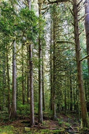 Premium Photographic Print, , small