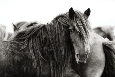 Premium Photographic Print, , small
