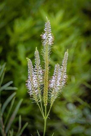 Premium Photographic Print, , small