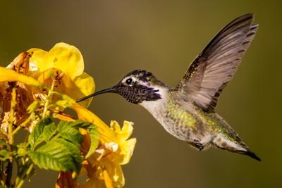 Premium Photographic Print, , small
