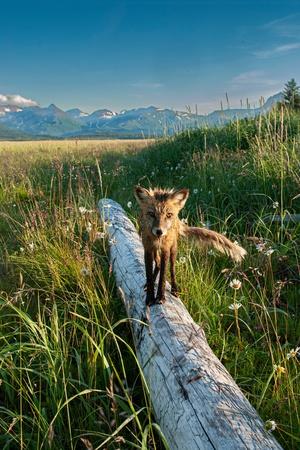 Premium Photographic Print, , small