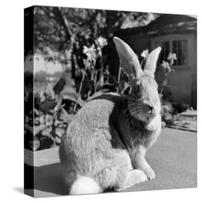 Stretched Canvas Print, , small