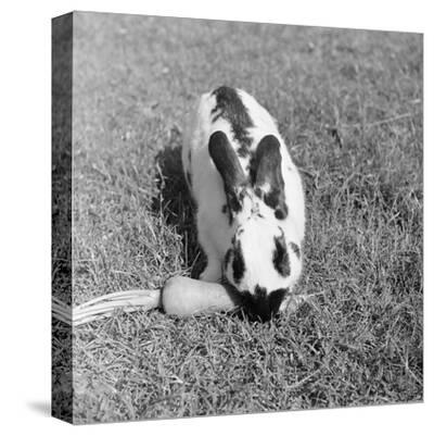 Stretched Canvas Print, , small