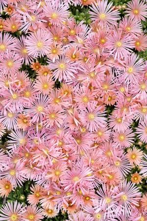 Premium Photographic Print, , small