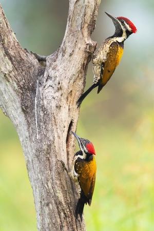 Premium Photographic Print, , small