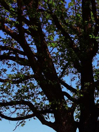 Premium Photographic Print, , small