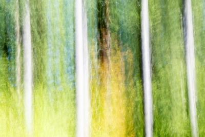 Premium Photographic Print, , small