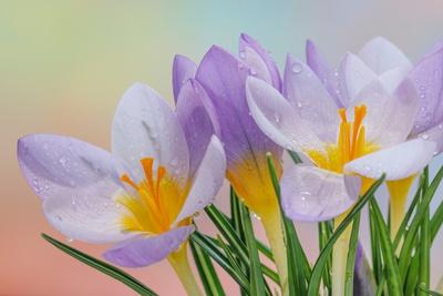 Premium Photographic Print, , small