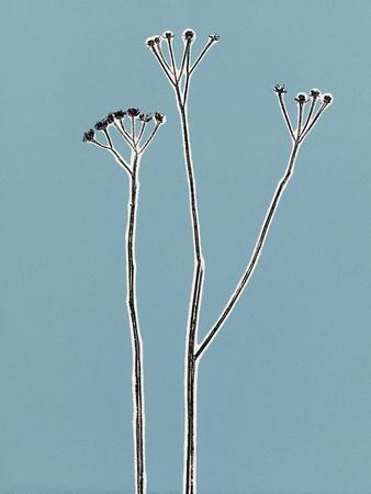 Premium Giclee Print, , small