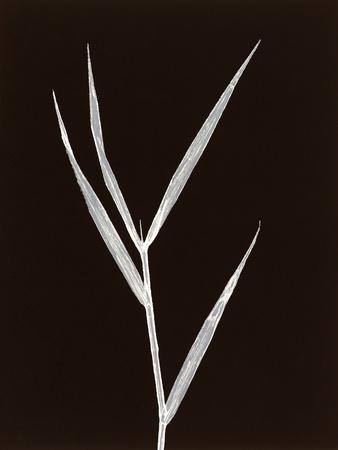 Premium Giclee Print, , small