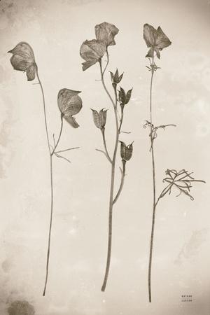 Premium Photographic Print, , small