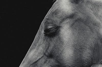 Premium Photographic Print, , small