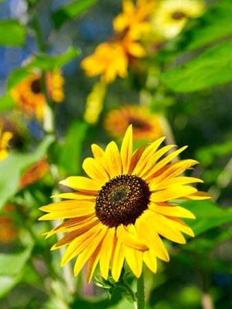 Premium Photographic Print, , small