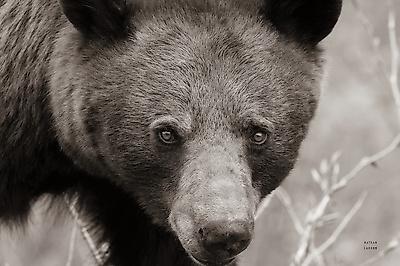 Premium Photographic Print, , small