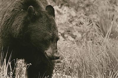 Premium Photographic Print, , small