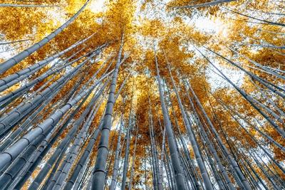 Premium Photographic Print, , small