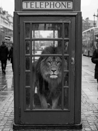 Premium Photographic Print, , small